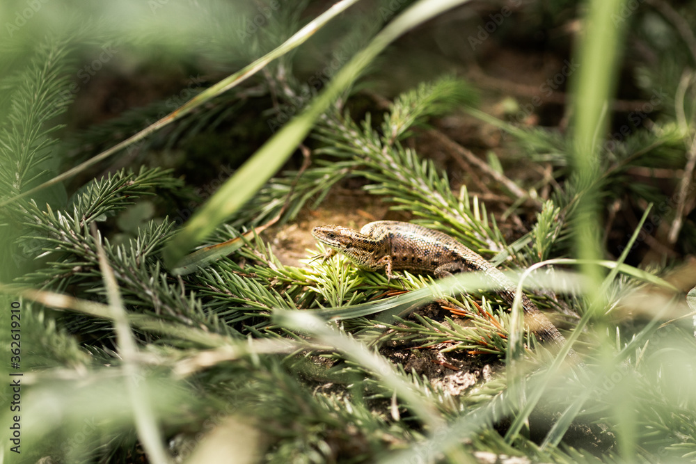 forest small brown lizard sits among spruce branches forest small brown lizard sits among spruce branches