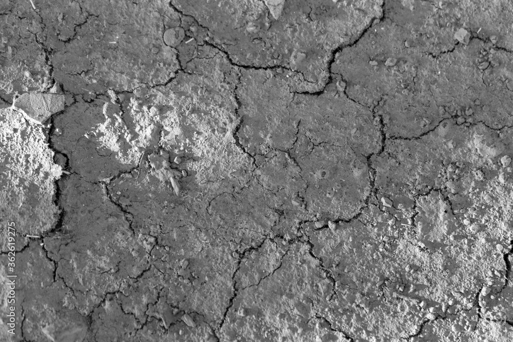 Cracked earth. Black and white Cracked earth. Black and white