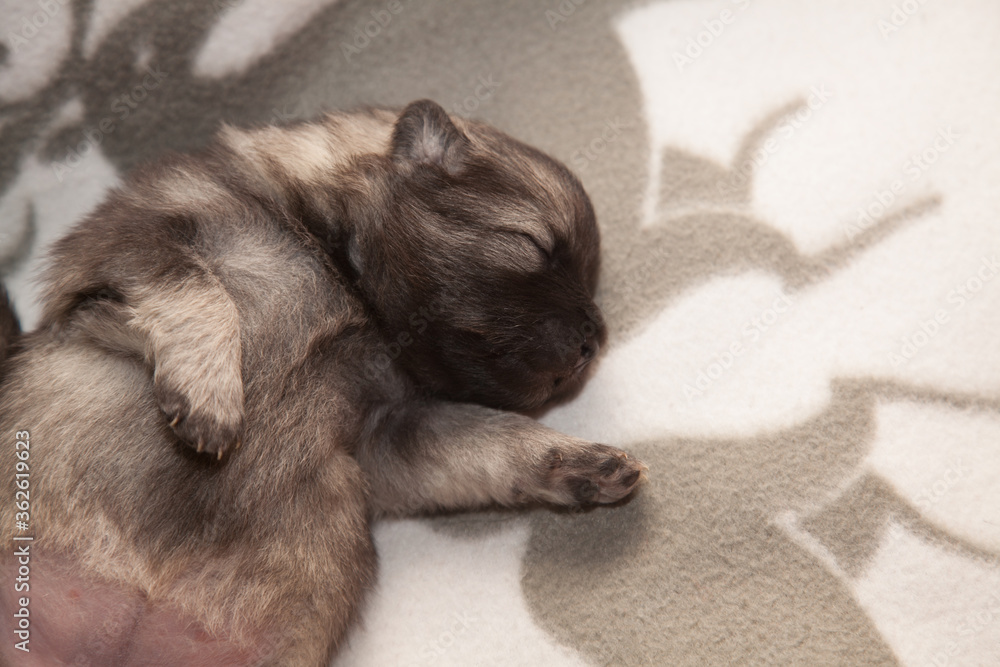 Obraz premium Keeshond puppy at the age of one week is sleeping on a white blanket