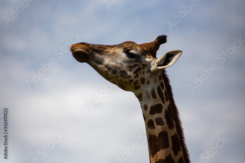 portrait of a giraffe © liska_art