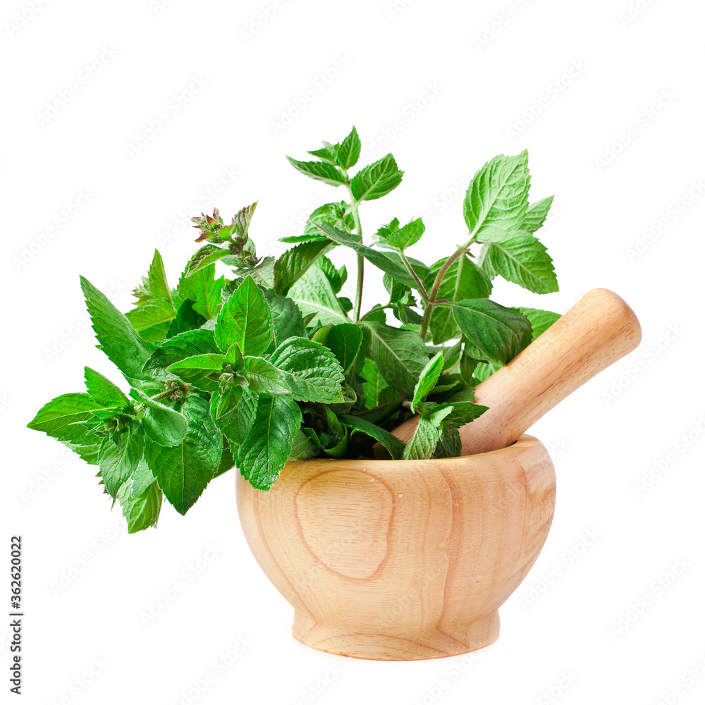 Mortar with fresh mint leaves isolated on a white background.