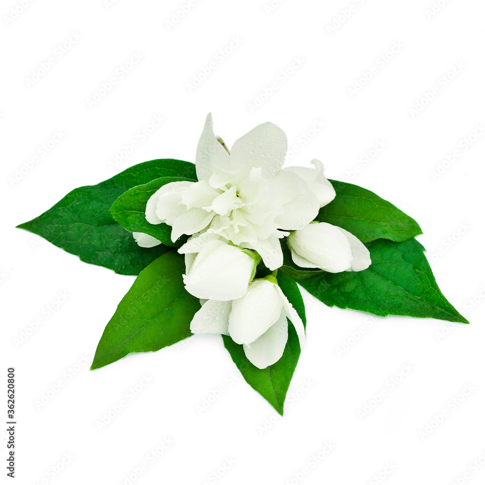 Fototapeta premium White jasmine flowers isolated on a white background.