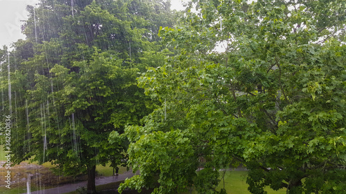  summer landscape background texture of the rain in the park June