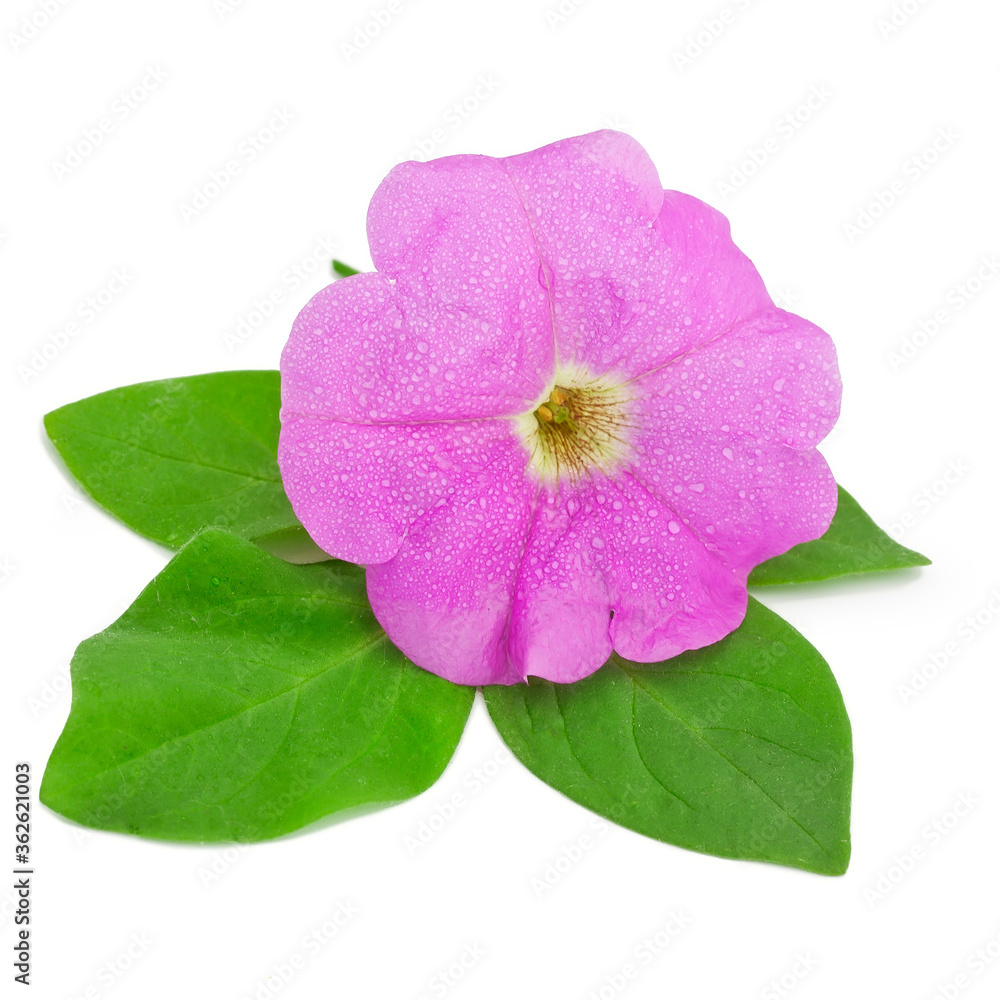 Pink petunia flower isolated on a white background. Pink petunia flower isolated on a white background.