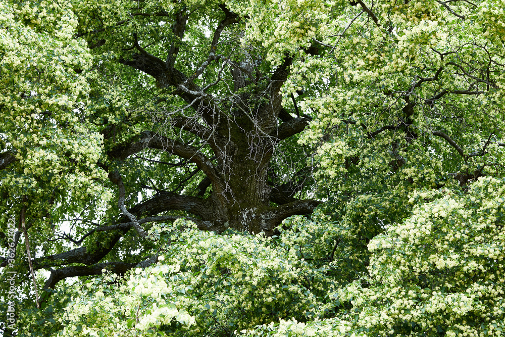 Fotografie giant old green limetree summer