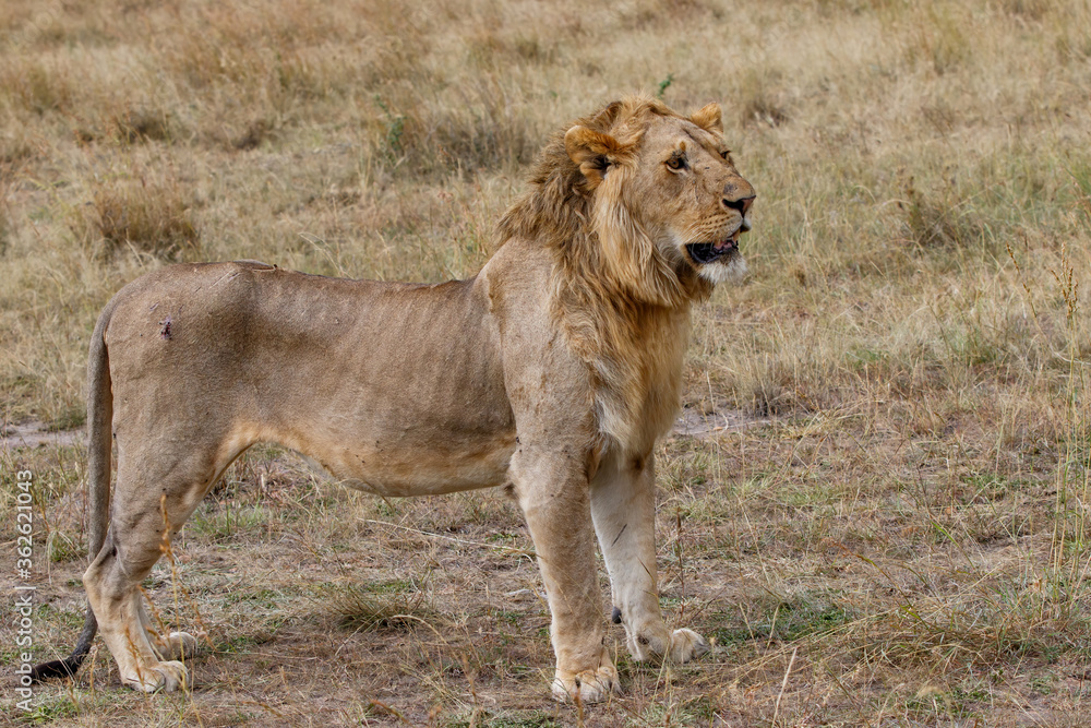 Young male lion standing on the plains of the Masai Mara National Reserve in Kenya Young male lion standing on the plains of the Masai Mara National Reserve in Kenya