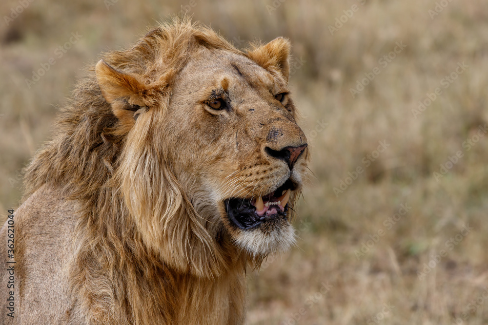 Portrait of a young male lion standing on the plains of the Masai Mara National Reserve in Kenya