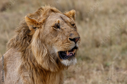Portrait of a young male lion standing on the plains of the Masai Mara National Reserve in Kenya