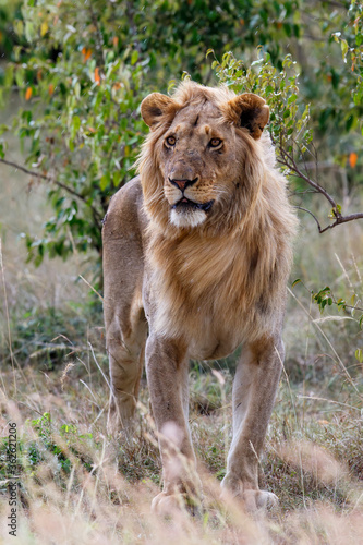 Young male lion standing in the bush in the Masai Mara National Reserve in Kenya