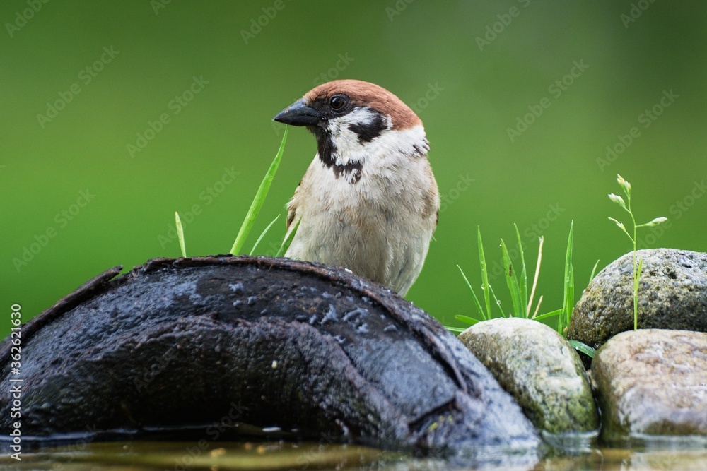 Naklejka premium Tree sparrow (Passer montanus) looking for a piece of wood at the waterhole bird. Moravia. Czechia. Europe.