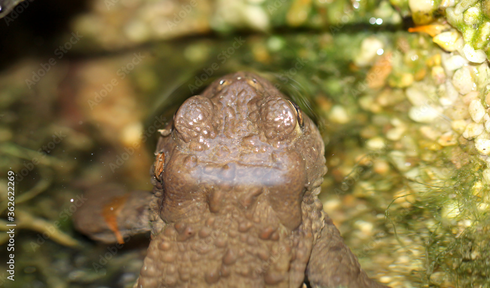 Eine Erdgröte Bufo Bufo am Rand eines Teich. Eine Erdgröte Bufo Bufo am Rand eines Teich.