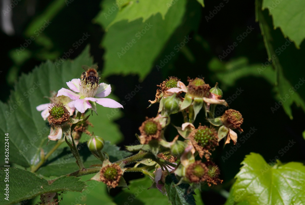 A bee sits on a blackberry flower on a summer day in the garden. Close-up. A bee sits on a blackberry flower on a summer day in the garden. Close-up.