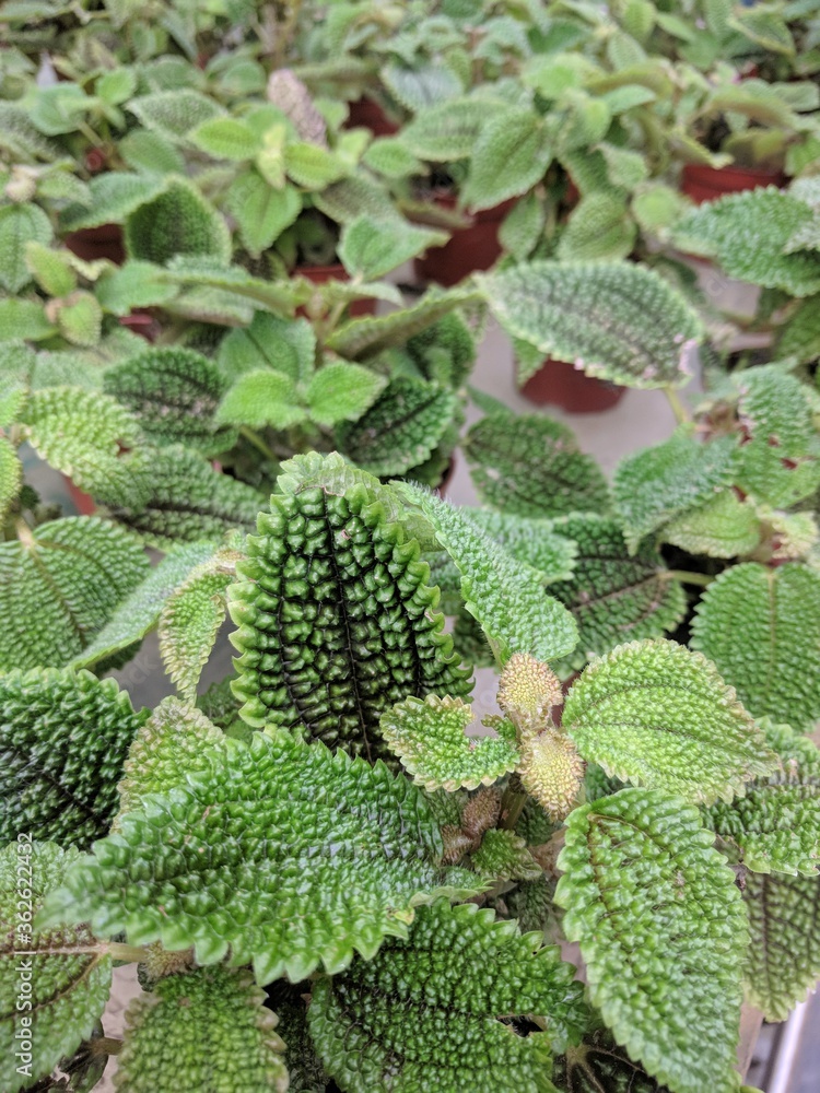 Φωτογραφία Close up on textured green leaves of Friendship plant (Pilea mollis)