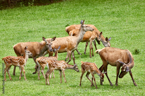 Fototapeta Naklejka Na Ścianę i Meble -  brown deer alert listening bambi