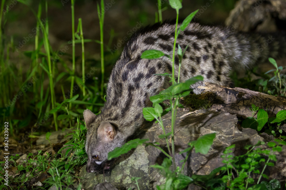 Genet on the forest floor.