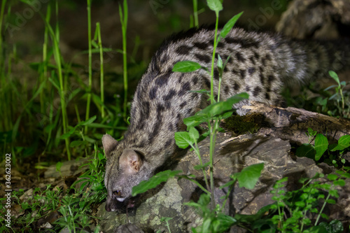 Genet on the forest floor.