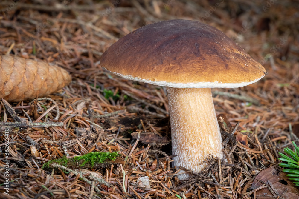 Delicious edible mushroom boletus edulis Delicious edible mushroom boletus edulis