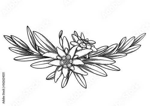 Graphic vignette made of edelweiss flowers and leaves.