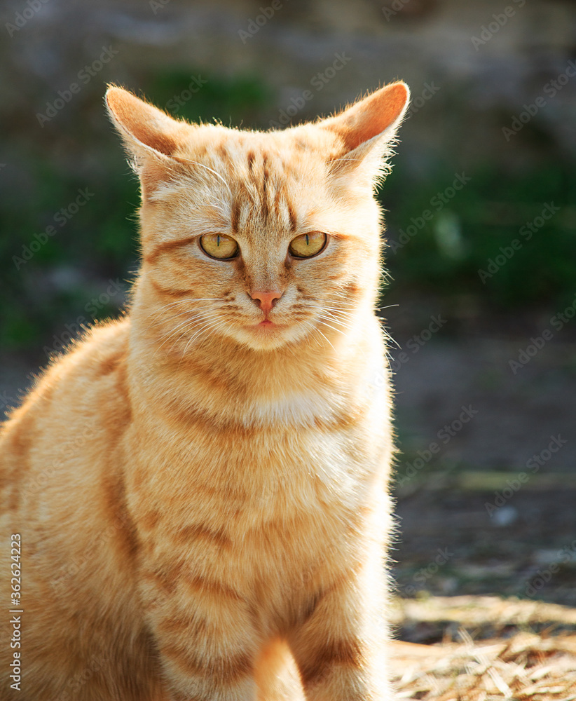 Portrait of a beautiful ginger street cat.
