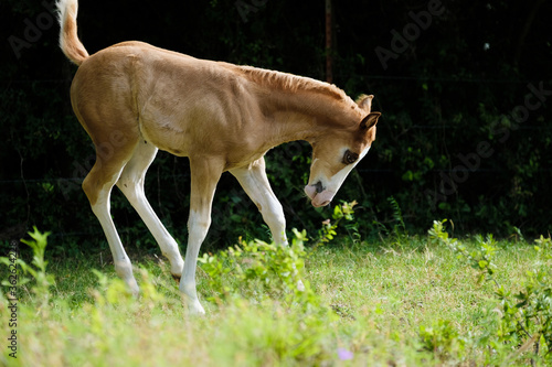 Funny foal horse playing in pasture with black background.