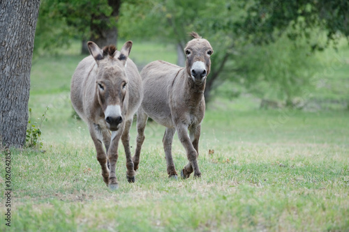 Funny mini donkeys playing in farm field during summer.