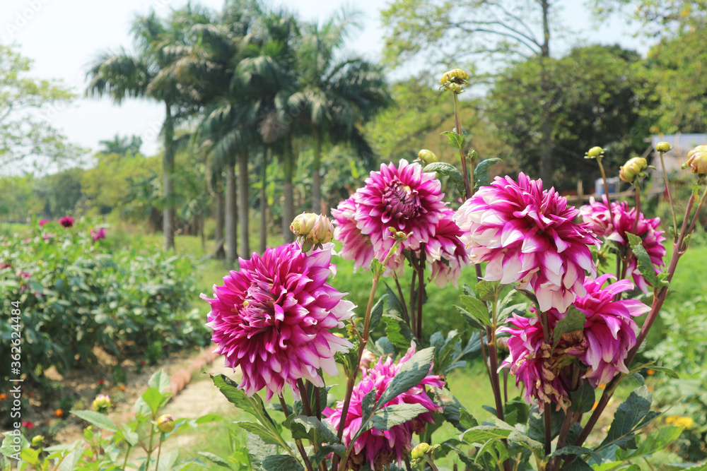 Obraz premium Beautiful geargina flowers in India. Geargin bush on a background of palm trees.