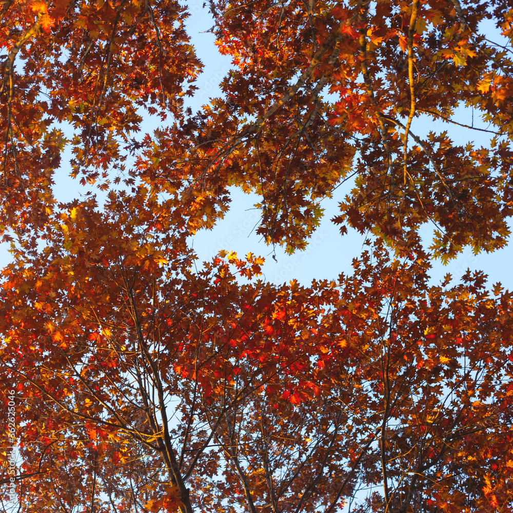 Background from autumn red trees from below. Background with copy space.