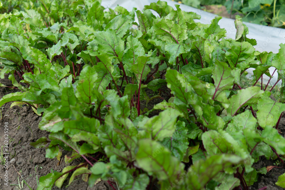 Green leafed young beets on a summer garden. Green leafed young beets on a summer garden.