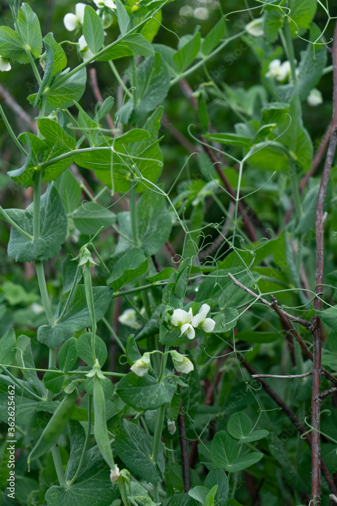 Pods of not ripened peas on a summer bed.
