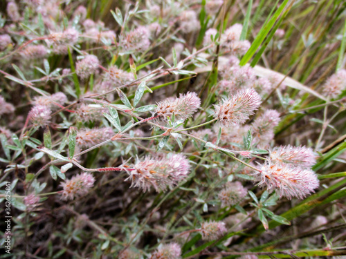 Flowers of rabbitfoot clover after summer rain