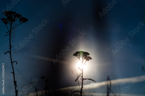 Yarrow silhouette on sky background