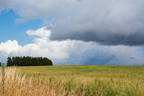 A wheat field with green trees in the background. Dark clouds. The picture was taken near Loddekopinge in Scania  southern Sweden