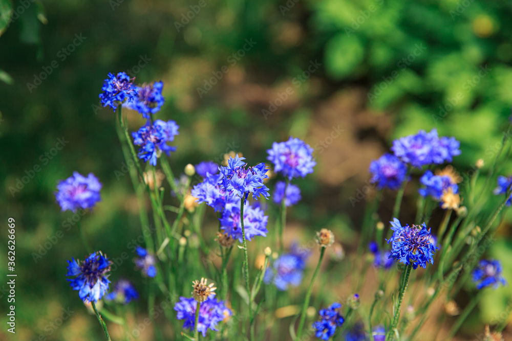 Fototapeta premium Blue wildflowers outdoors in summer
