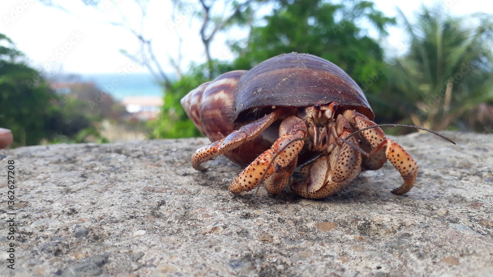 Crab on a rock