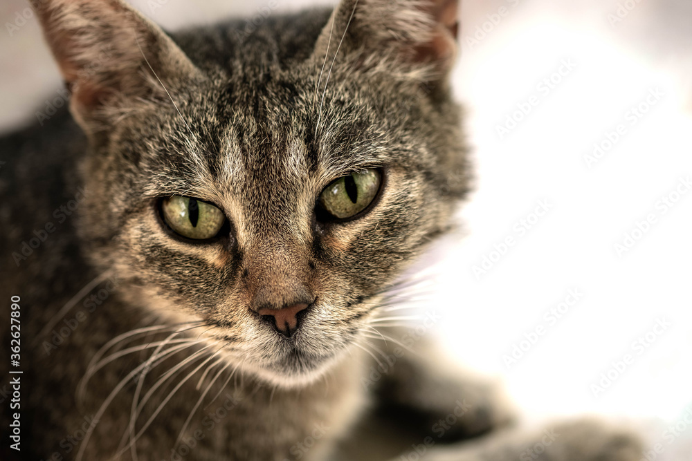 Beautiful feline cat at home. Domestic animal, Cat face with beautiful eyes close up portrait.
