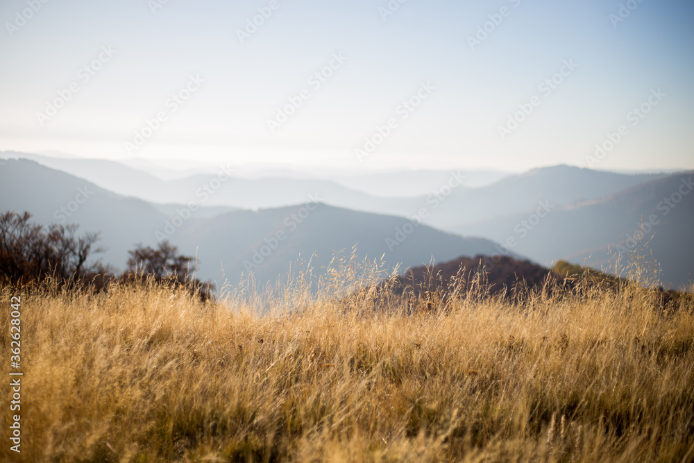 Autumn in mountains panorama view sunny day pine 