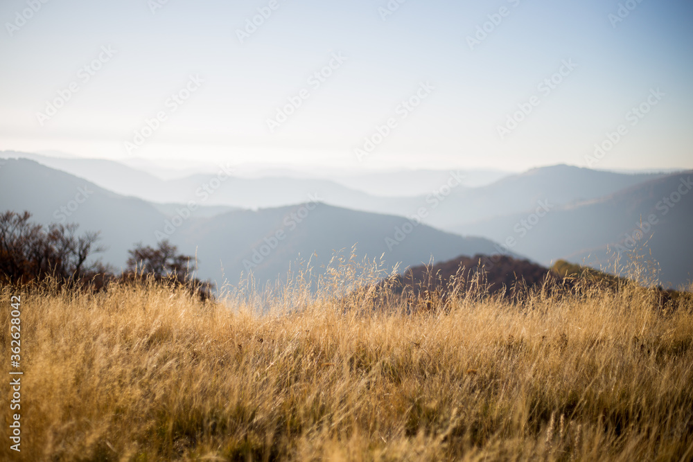 Autumn in mountains panorama view sunny day pine Autumn in mountains panorama view sunny day pine