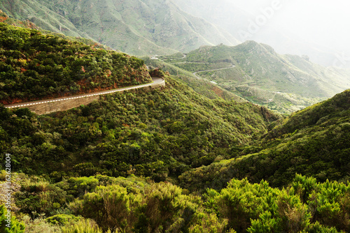 Laurel forest in Anaga Mountains, Canary Islands, Spain, Europe