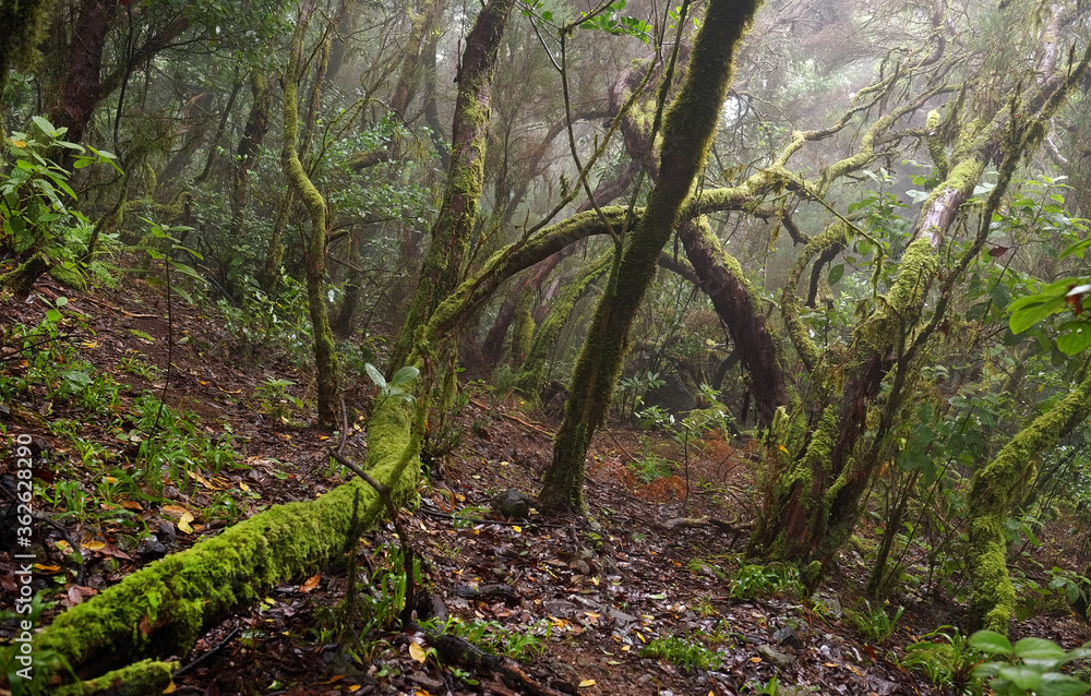 Laurel forest in Canary Islands, Spain, Europe Laurel forest in Canary Islands, Spain, Europe