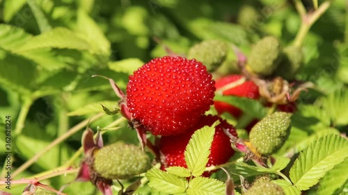 Red raspberry-strawberry close-up, rotation. Hybrid of raspberry and strawberry crossed.