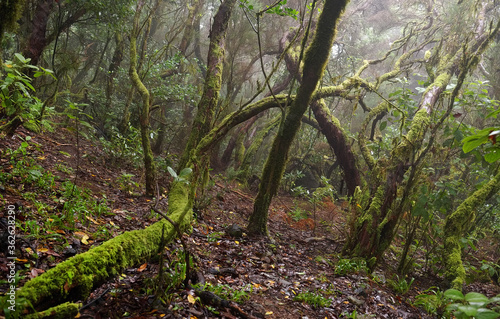 Laurel forest in Canary Islands, Spain, Europe