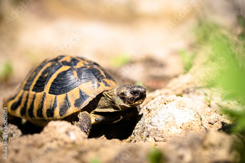 Fototapeta Naklejka Na Ścianę i Meble -  Wild turtle found in Greece. Wild turtle Testudo hermanni crawling on stone.