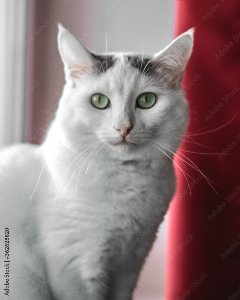 White cat on a windowsill