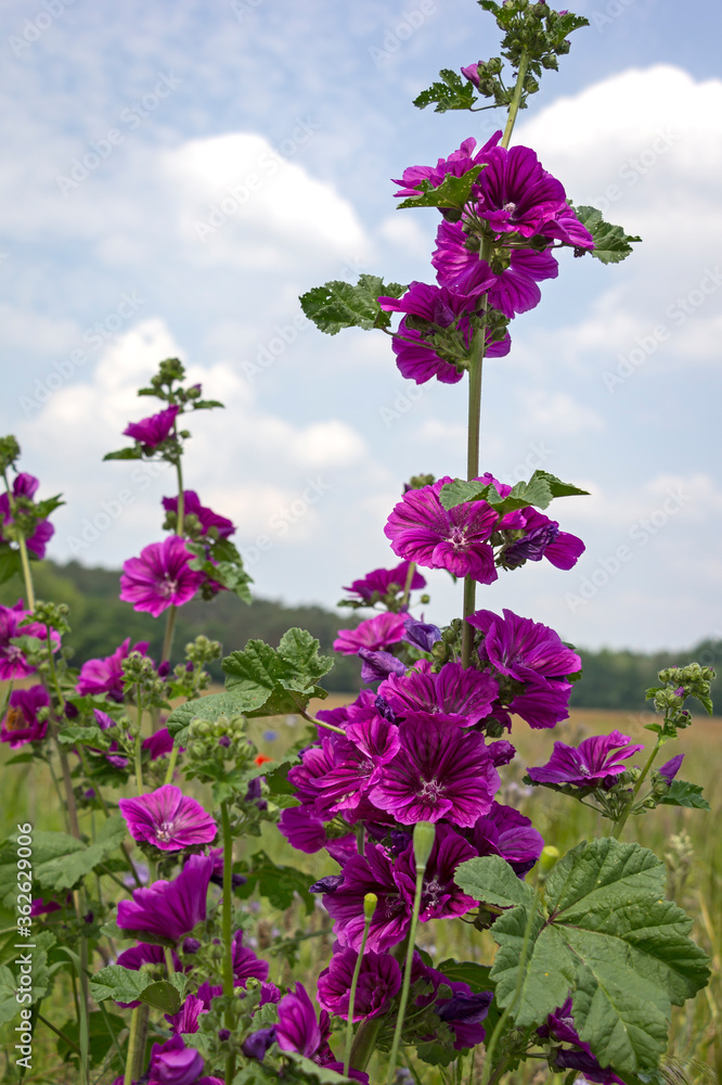 Wild mallows grow in a meadow. Here flowers bloom for insects of all kinds.