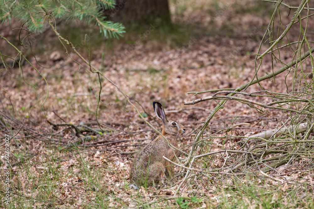 Perfect camouflage. A rabbit sits quietly in the forest. Its fur is the same colour as the leaves on the ground.