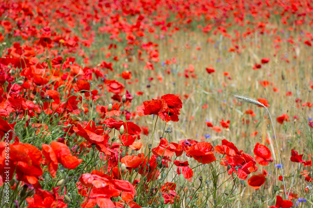 View of a meadow with poppies, cornflowers and cereals.