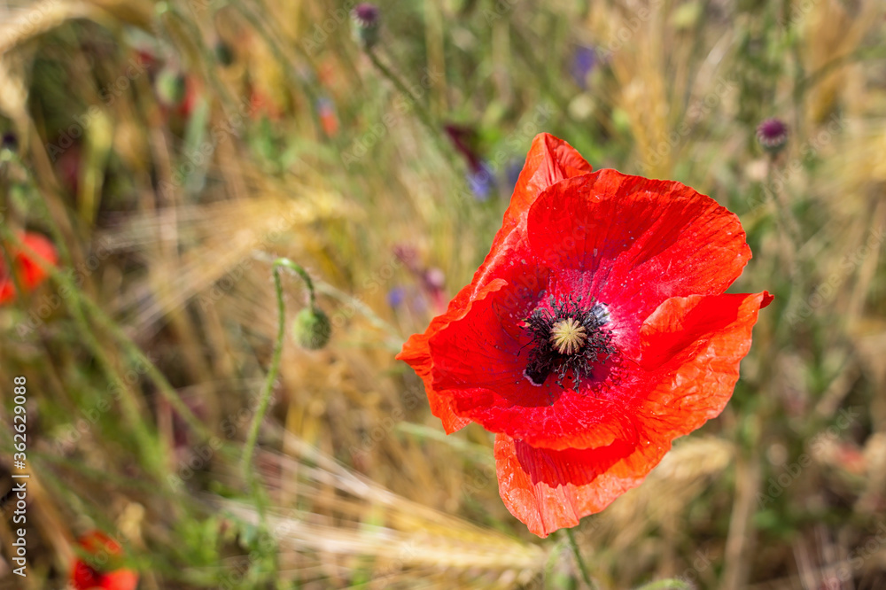 View of a meadow with poppy, cornflowers and cereals.