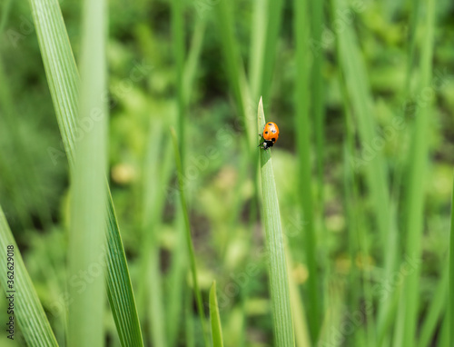 Coccinella septempunctata or the seven-spot ladybird on a green blade of grass.