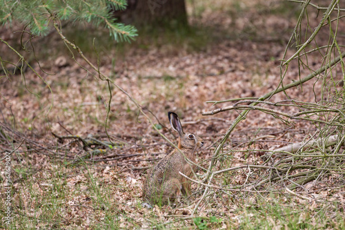 Obraz na płótnie Perfect camouflage. A rabbit sits quietly in the forest. Its fur is the same colour as the leaves on the ground. w salonie