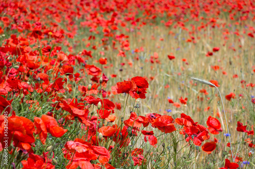 View of a meadow with poppies, cornflowers and cereals.